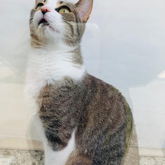 Meet your Posher, Habiba - Picture 2 of 2